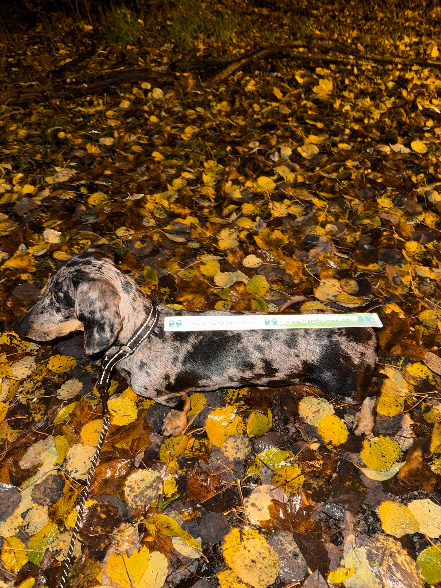 Refleksbånd - Gratis